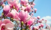 How to Get Your Magnolias to Bloom