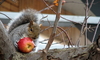 A squirrel sitting on a tree eating an apple. 