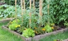 Plant a Vertical Vegetable Garden