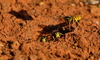 Yellow jackets (wasps)
