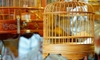 Building Round Bird Cages