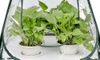 5 Mini Greenhouses for Protecting Plants