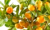 How to Grow an Indoor Citrus Tree