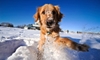 Winter Health and Safety Tips for Dogs