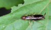 3 Ways to Kill Earwigs in Your Home