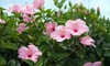 Hibiscus Flower: Treating for Pests and Disease
