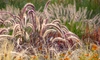 Ornamental Grasses to Grace Your Yard This Fall