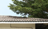 tiled roof with tree branch hanging over the top
