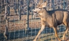 Keep Deer Away from Your Orchard Trees