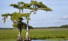 Cypress Tree Health:  Disease and Pest Control