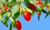 Growing Goji Berries: Proper Sunlight and Watering