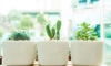 row of plants in white pots