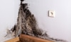 Combating Toxic Black Mold in the Home
