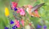 5 Flowers to Attract Hummingbirds