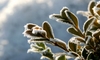 6 Ways to Protect Your Plants From Freezing Temps