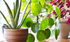 10 Cheap and Beautiful Indoor Plants