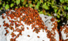 How to Remedy a Ladybug Infestation