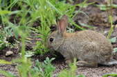 A small wild rabbit eating garden plants.