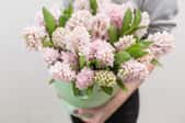 person holding a pot full of light pink hyacinth