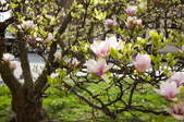 A magnolia tree.