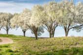white flowering pear trees beside a dirt road