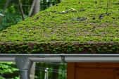 gutters against a green roof