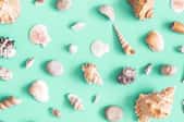 natural interior design with sea shells on a bright teal wall
