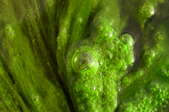 Globs of algae sit on the surface of a pond.