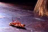 a dead roach on the floor