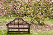 A bench set under a tree with pink blooms on its branches.