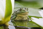 frog on a lily pad