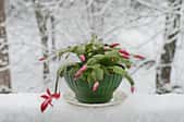 Growing and Caring for the Christmas Cactus