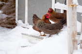 Chickens in the snow outside a chicken coop. 