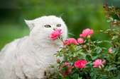 a white cat sniffing a pink flower on a green bush