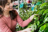 woman looking at houseplant in store