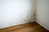 mildew and mold in the corner of a room