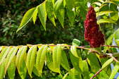 sumac tree with leaves and red pollen bundle