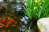 goldfish in a pond