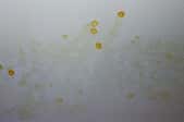 yellow oily drops on a bathroom ceiling