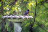 A small bird perches on the edge of a concrete birdbath.
