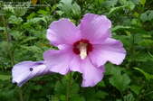 A pink Rose of Sharon in bloom.