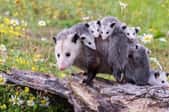 adorable baby possums with their mom