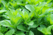 A close-up of fresh green mint in a garden. 