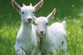 two beautiful young goats close together in a grassy field