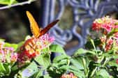 Attracting Wildlife to Your Container Garden