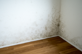 mold on the corner of a room