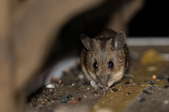 A mouse eating crumbs in a dark space.