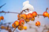 Some snow sitting on top of red and orange fruit on a tree.