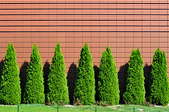 Several well-trimmed arborvitae sit in a row against a building.