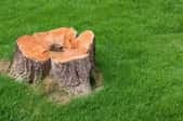 stump surrounded by lawn